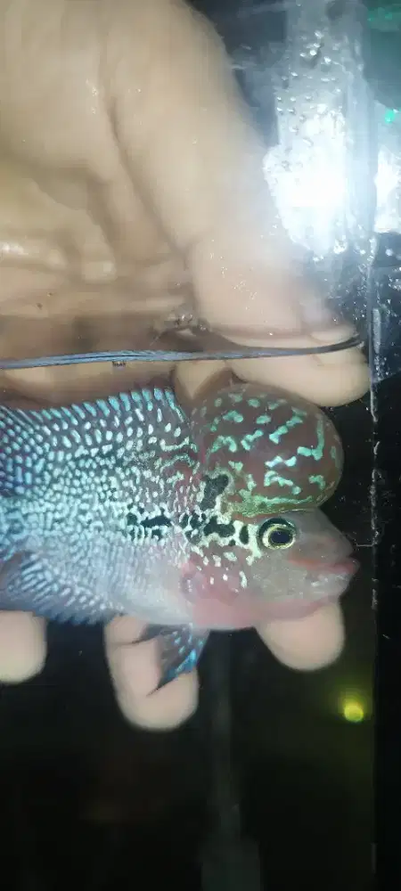 Ikan louhan super red dragon cilnong