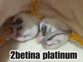 2 joy sugar glider platinum b