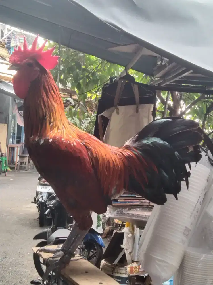 Ayam ketawa durasi panjang gacor