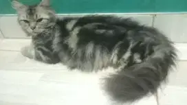 Kucing persia long hair bulu kapas betina dewasa sehat jinak