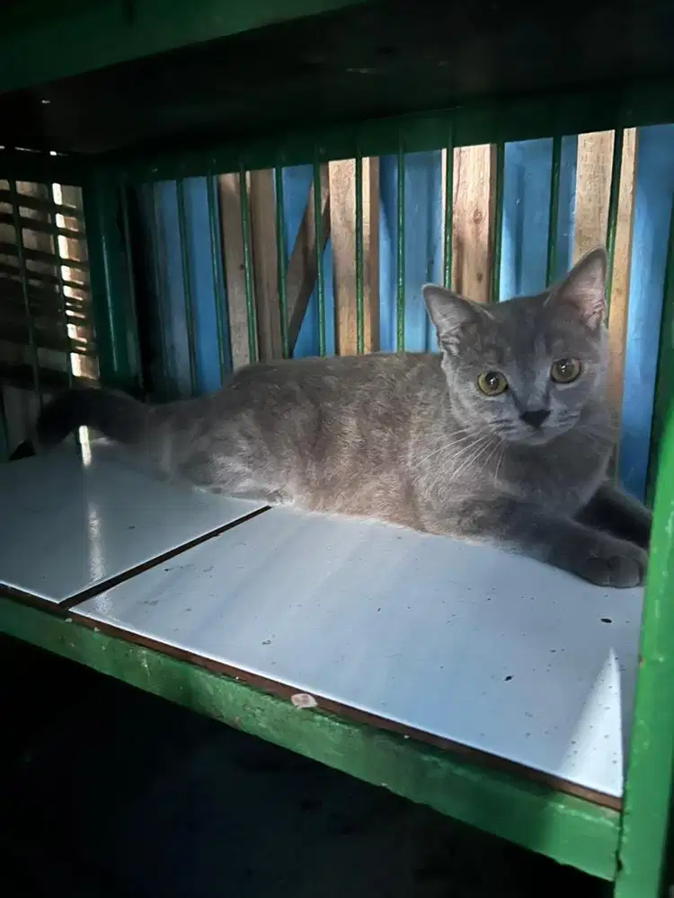 Bsh betina cantik