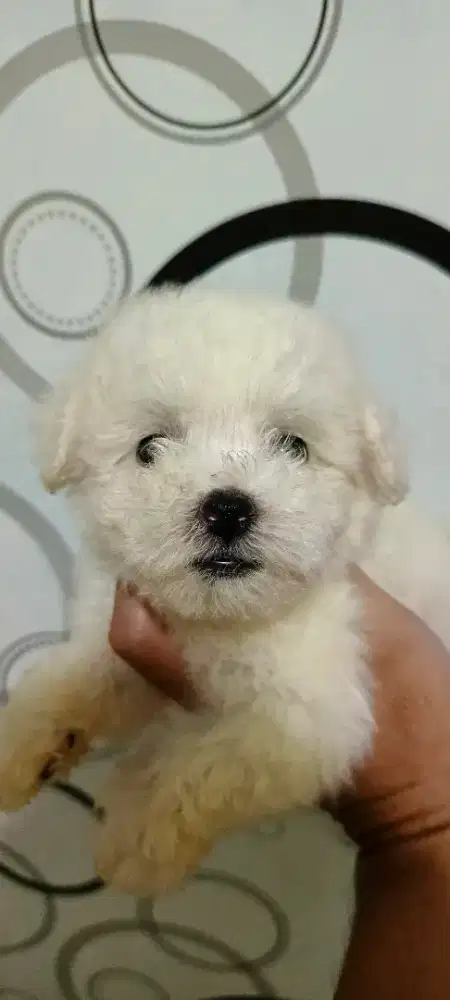 FS ANJING BICHON