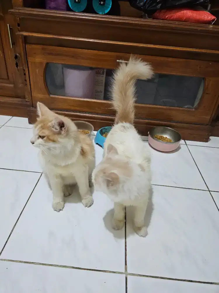 Kitten persia umur 3 bulan