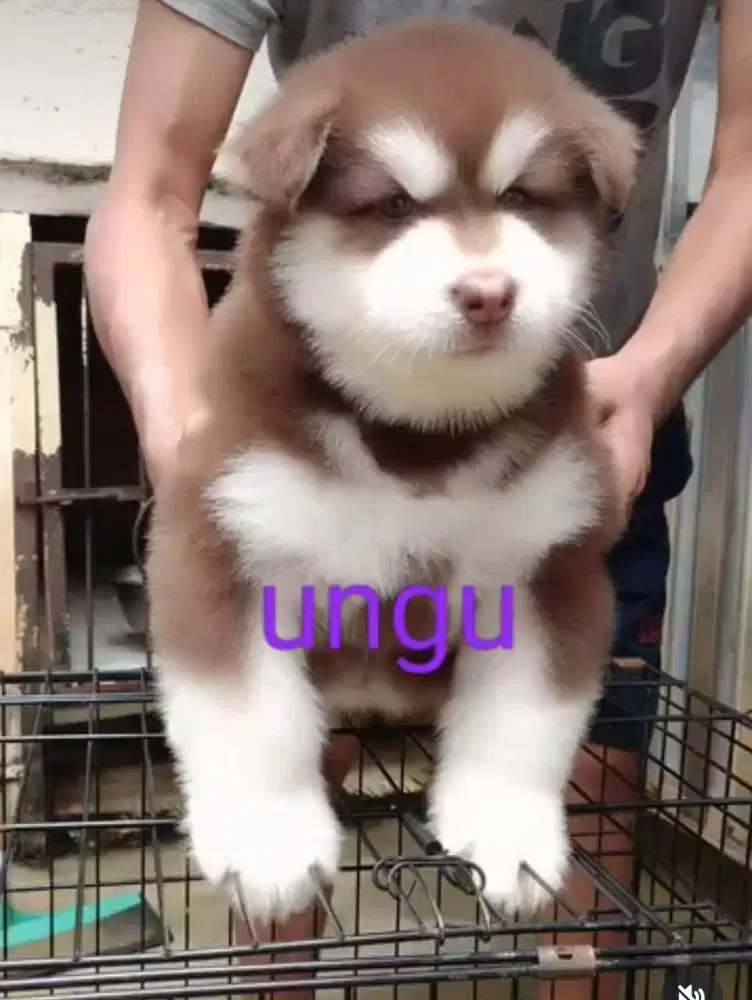 Golden retriever dan Alaskan malamute