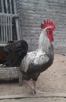 Ayam jantan baredrock