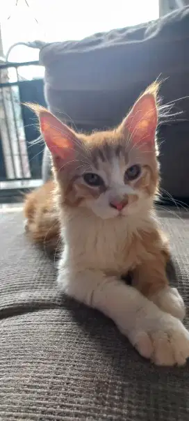 Mainecoon betina 3 bulan bapak PED ibu non PED