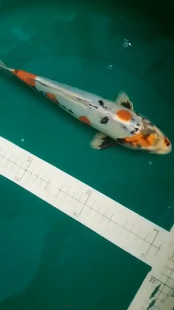 Ikan koi Kikokuryu 32cm asal Blitar