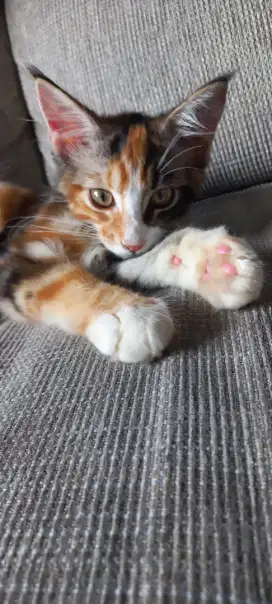 Kucing Mainecoon Betina 3 bulan bapak PED ibu NON PED