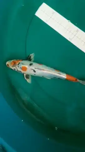 Ikan koi Kikokuryu 32cm pola unik
