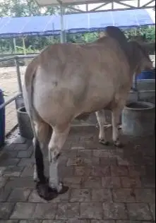 tabungan sapi qurban jantan 500kiloan timbang real 3,5jt/bln 10x puas