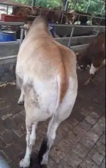cicilan sapi qurban 3,5jt/bln 10x sapi jantan 500kiloan timbang hidup