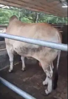 cicilan sapi qurban 3,5jt/bln 10x sapi jantan 500kiloan timbang hidup