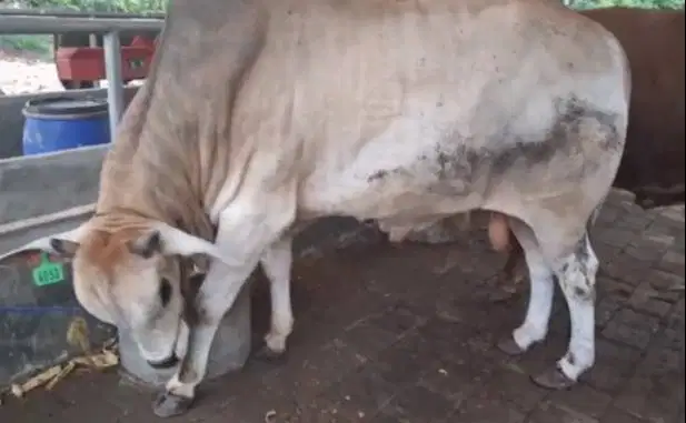 tabungan sapi qurban 3,5jt/bln 10x sapi jantan 500kilo timbang hidup
