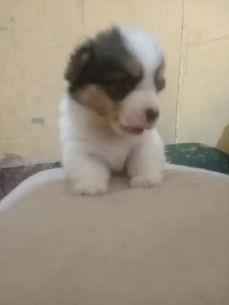 OB PuPpy coRgie NeGotipis