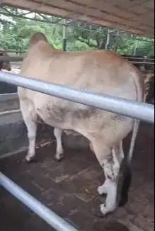 cicilan 3,5jt/bln 10x sapi qurban jantan 500kiloan timbang real manteb