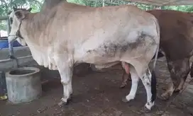 cicilan 3,5jt/bln 10x sapi qurban jantan 500kiloan timbang real manteb