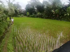 Jual sawah luas 2300 meter