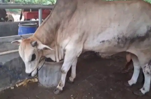 tabunngan sapi qurban 3,5jt/bln 10x sapi 500kiloan timbang real manteb