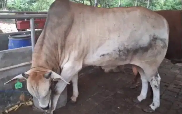 cicil sapi qurban 3,5jt/bln 10x sapi jantan 500kilo timbang real puas
