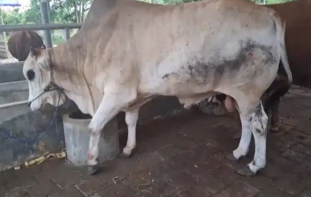 tabungan sapi qurban 3,5jt/bln 10x sapi jantan 500kiloan timbang hidup