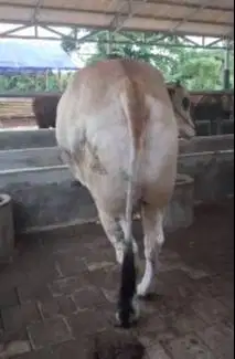 cicilan sapi kurban 3,5 jt/bln 10x sapi jantan 500kiloan timbang hidup