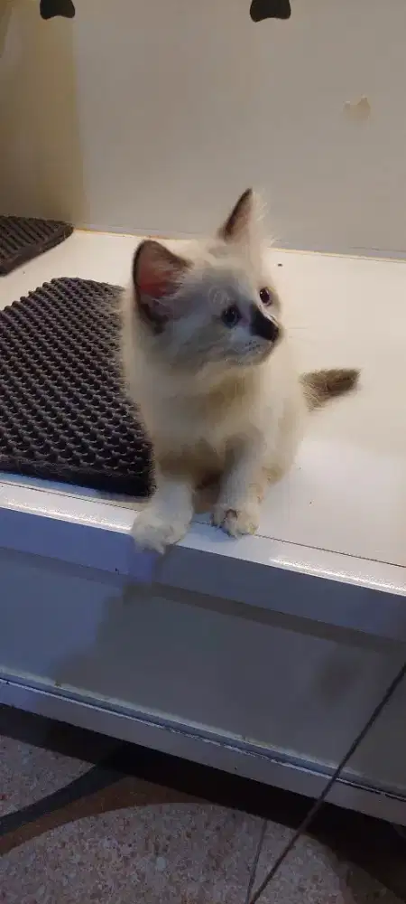 Kucing Ragdoll harga terjangkau