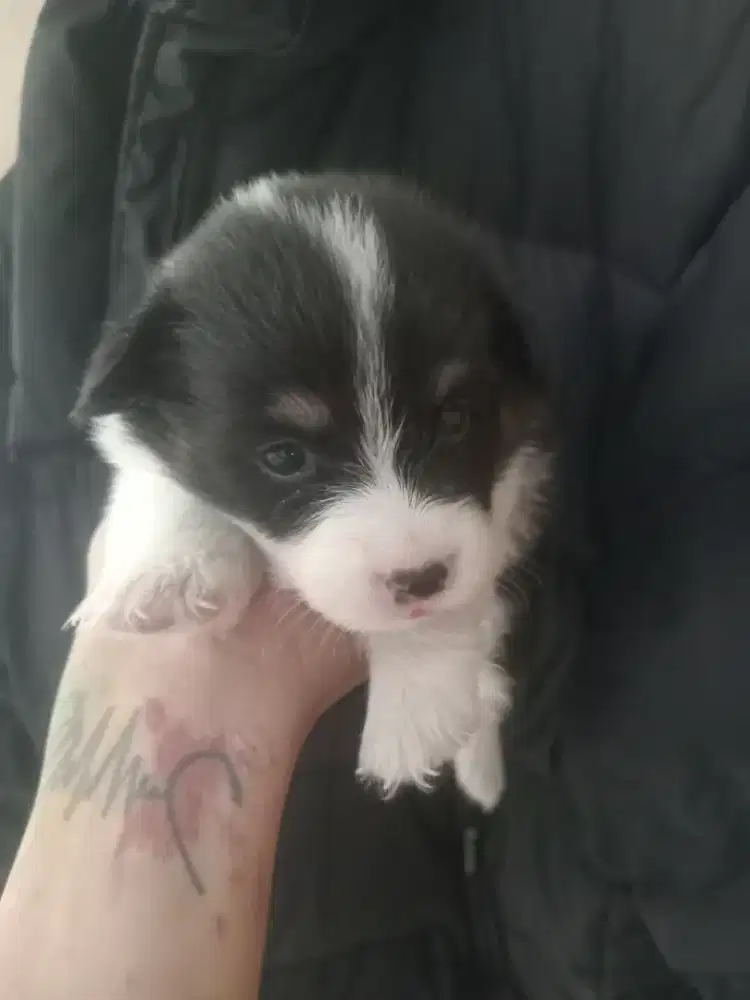 OB PuPpy coRgie NeGotipis