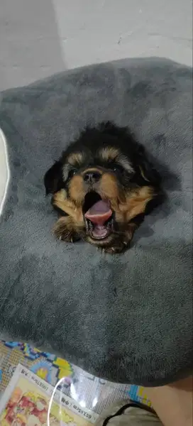 Di Jual anak anjing chihuahua mix 1 bulan 3 cow 1 cew lucu2 bangettt