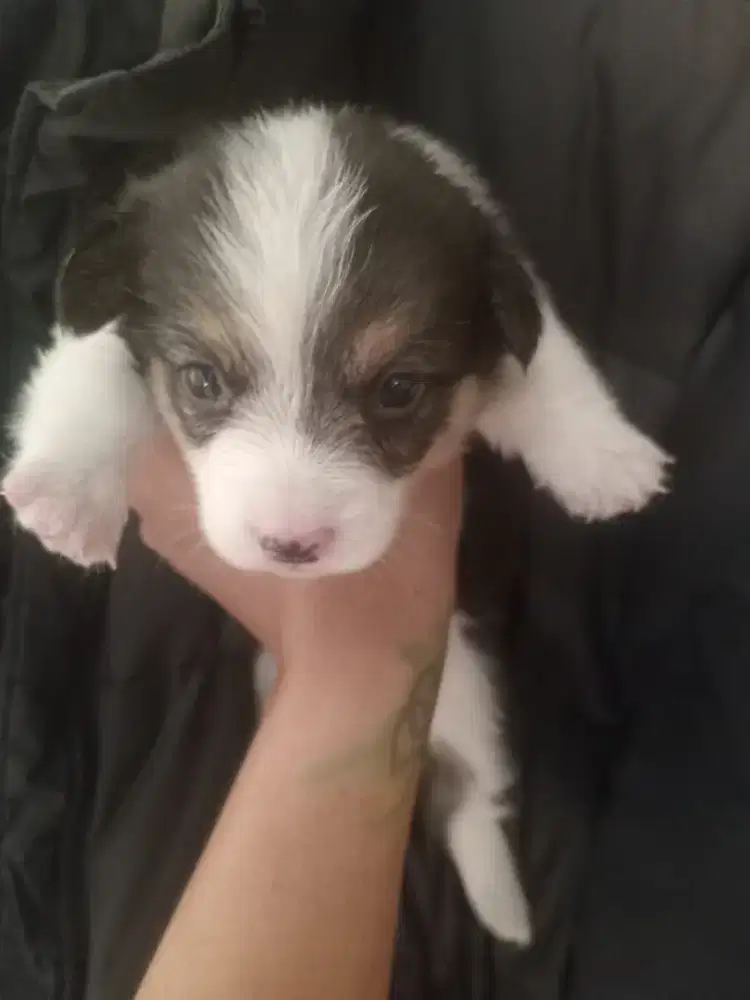 OB PuPpy coRgie NeGotipis
