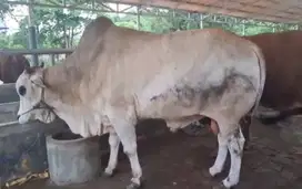 tabungan sapi qurban 3,5jt/bln 10x sapi jantan 500kiloan timbang riil