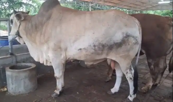 tabungan sapi qurban 3,5jt/bln 10x sapi jantan 500kiloan timbang riil