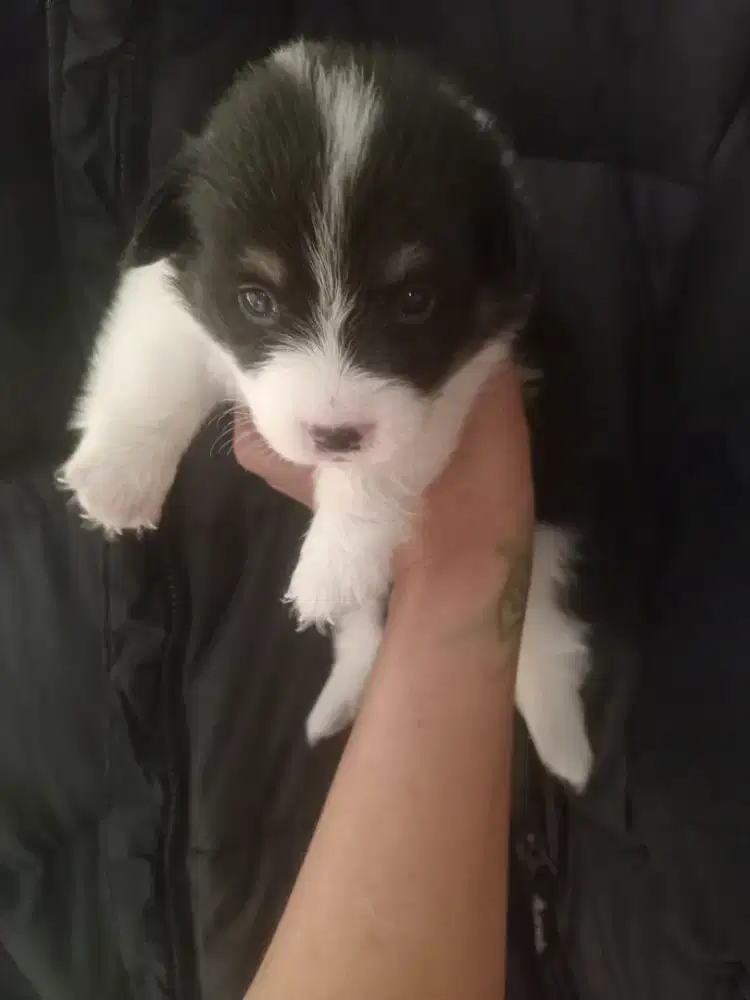 OB PuPpy coRgie NeGotipis