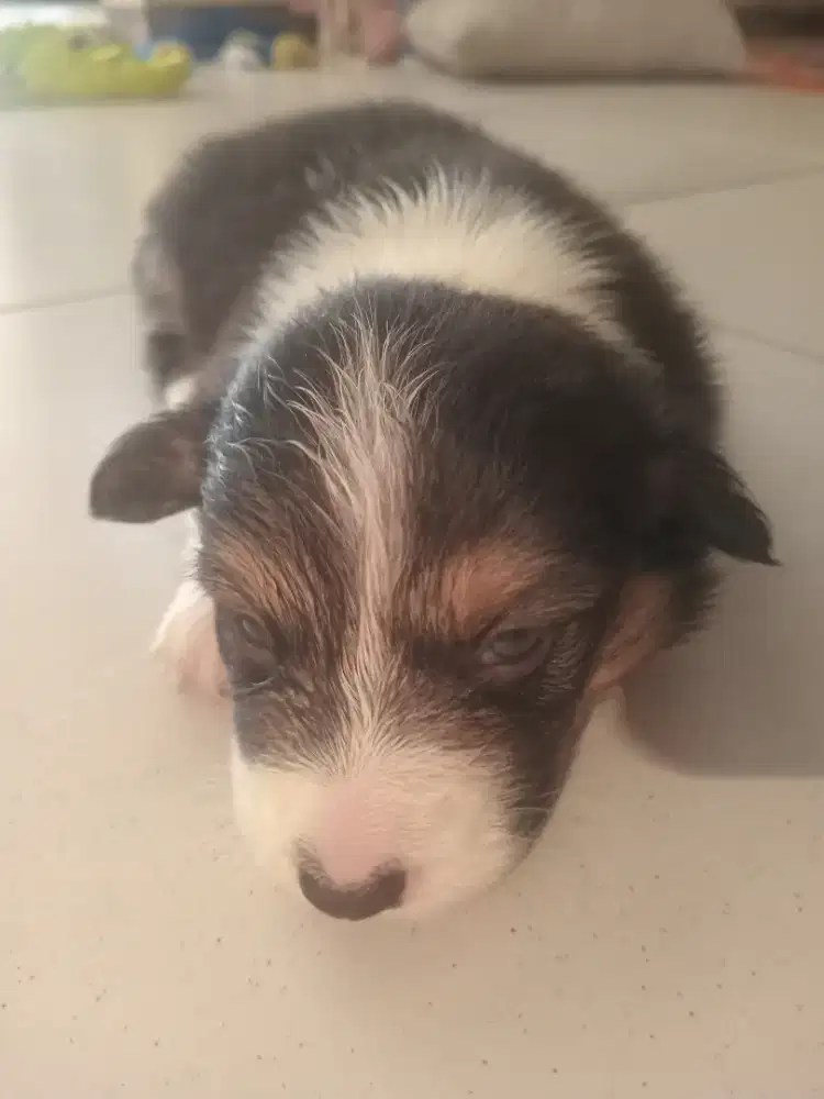 OB PuPpy coRgie NeGotipis / JANTAN
