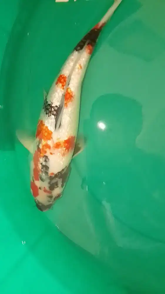 Ikan koi jenis Showa Ginrin 35cm HQ
