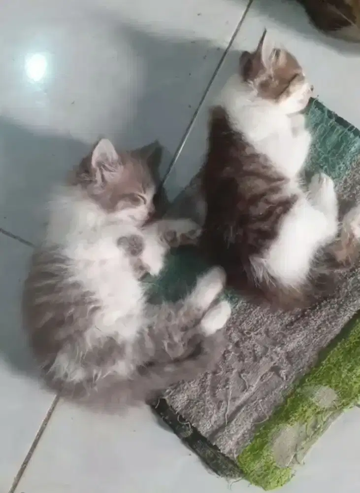 Sepasang kitten mixdom persia lucu² gembul terawat usia 3bln an