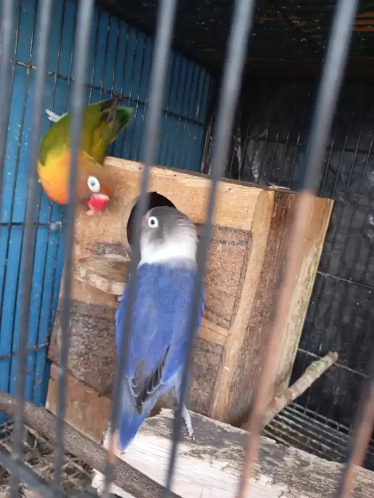 JuaL burung lovebird lakbet LB jodohan produksi,nego no respon