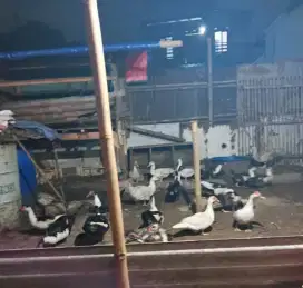 Entok jago muda gemuk