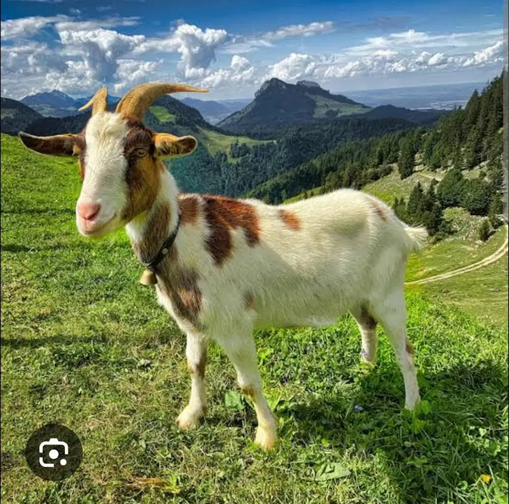 sopir urus kambing