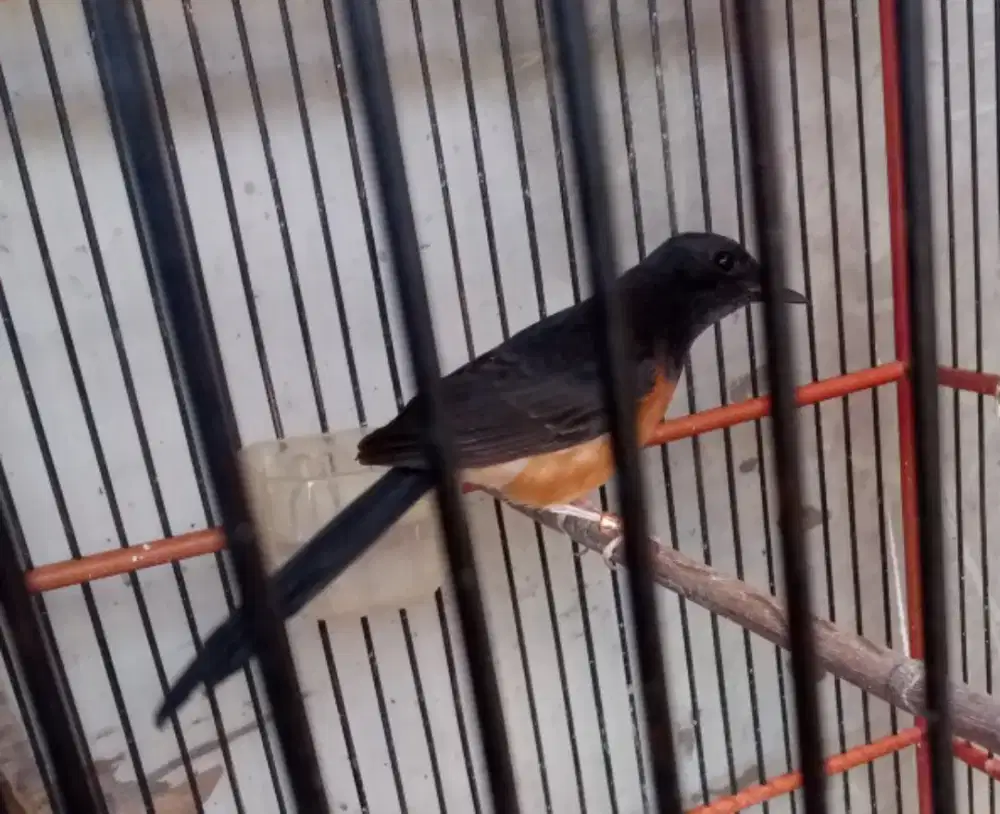 Jual murai batu betina