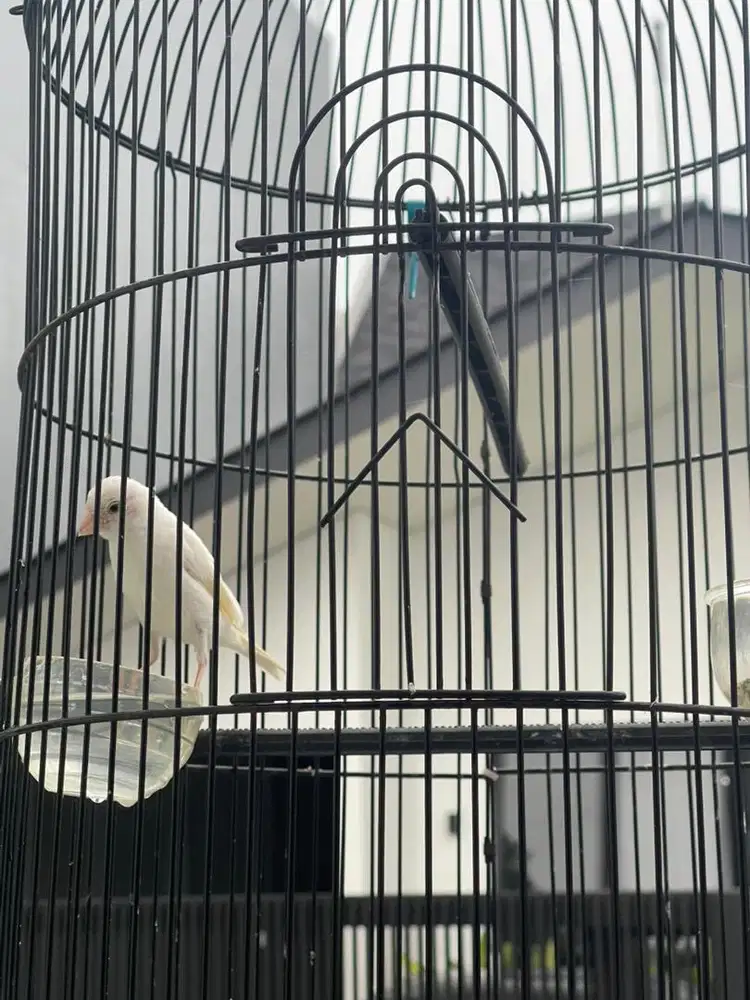 Kenari Paud Riwikan Fullset