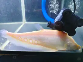 Ikan Maskoki Cupang Arwana Akuarium Aquarium