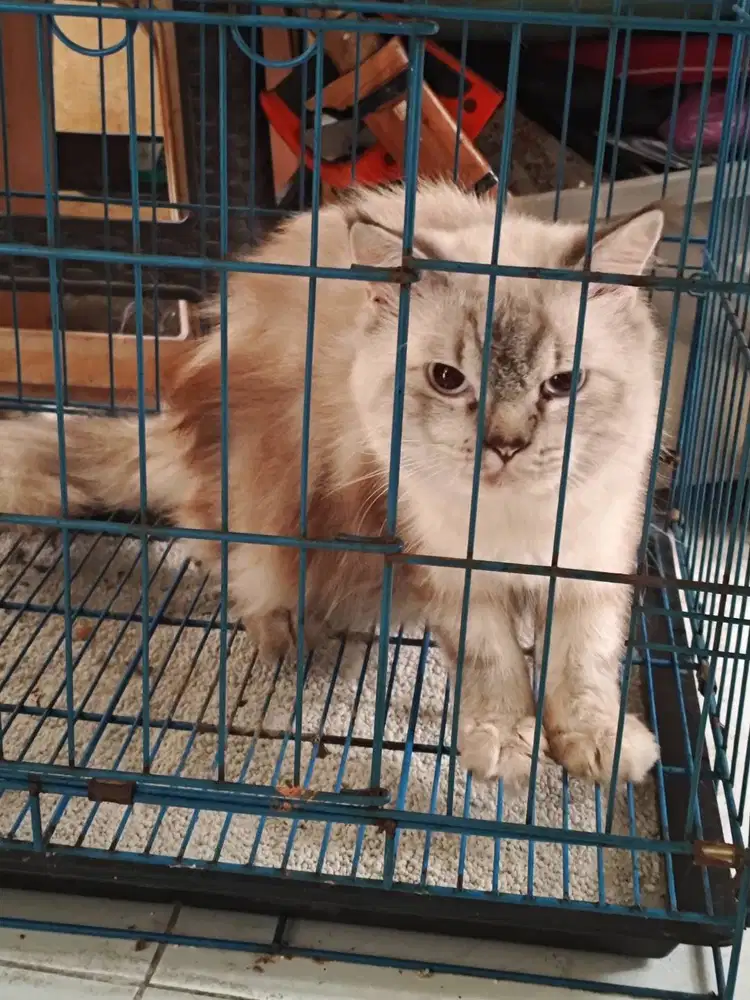 Borongan 2 Ekor Kucing Persia Jantan Full Set Kandang & Tempat Makan