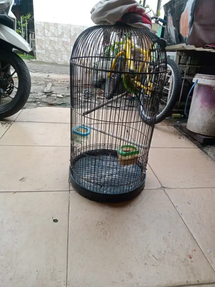 Parkit ijo gacor
