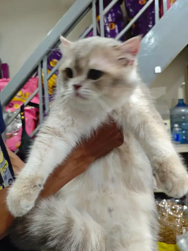 Dibutuhkan karyawan grooming petshop