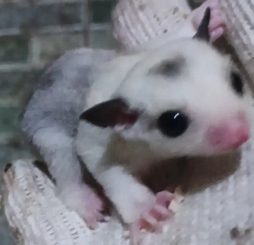 Sugar Glider WF Moza
