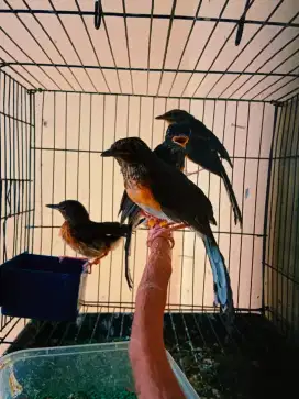 Trotol Murai Jantan trah juara