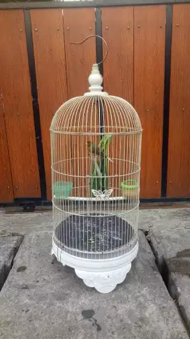 Burung kenari af gacor
