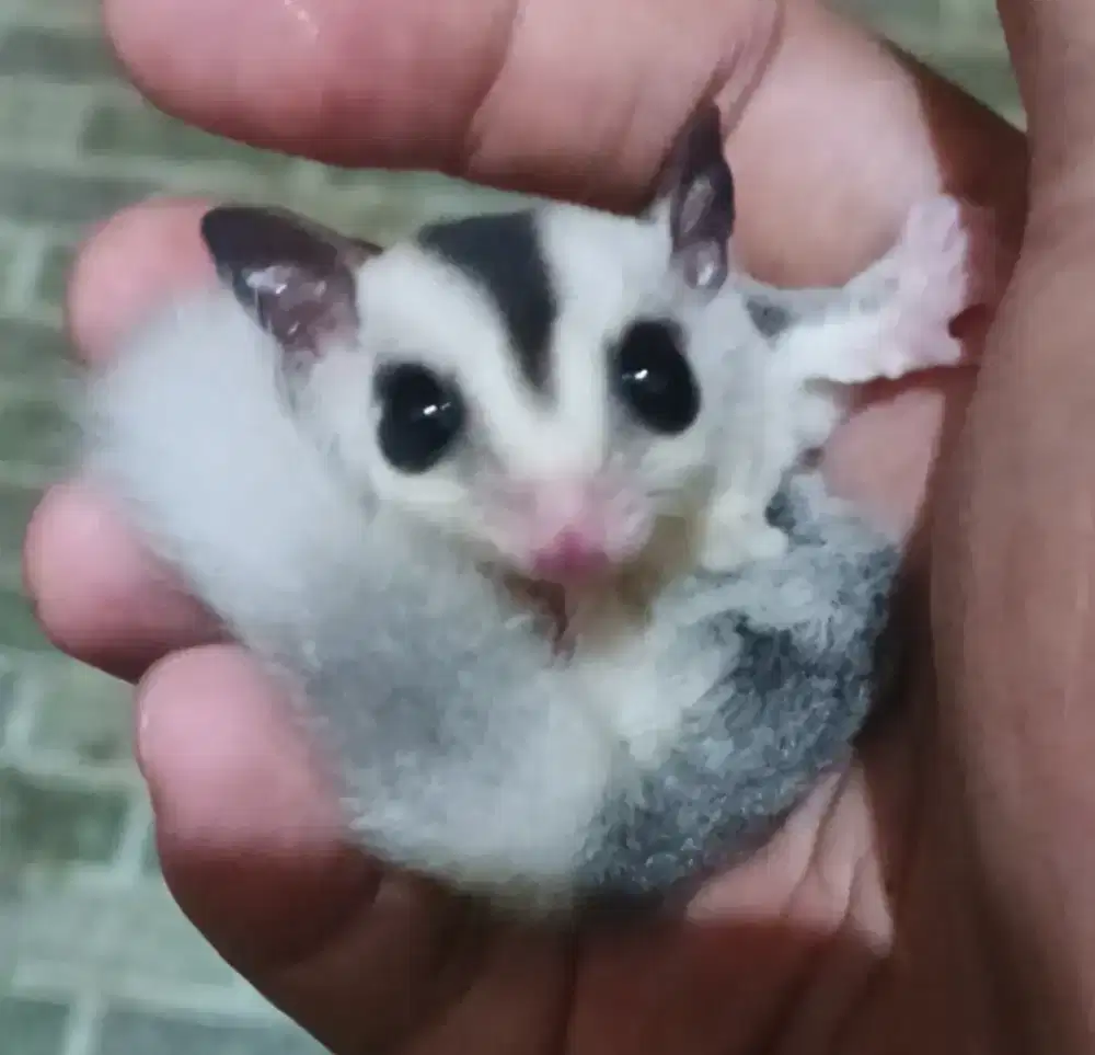 Sugar Glider WF mozaic