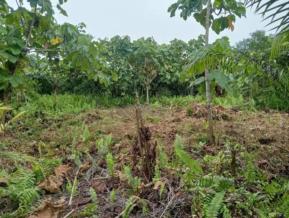 Di Jual 2 Bidang Tanah Kavlingan buat Investasi