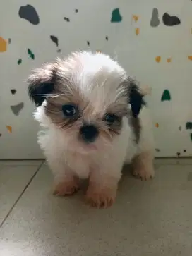 Shihtzu, anjing sitzu, anjing kecil, anjing mini, anjing lucu